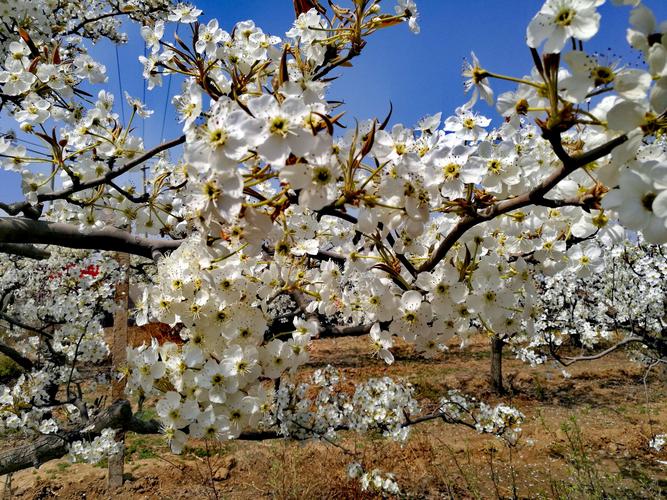 2023年赵县的梨花开了吗?赵县最近的天气情况-图2 2023年赵县的梨花开了吗?赵县最近的天气情况-图2