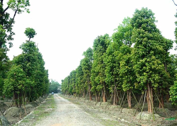 樟树下种什么植物？现在樟树的天气情况