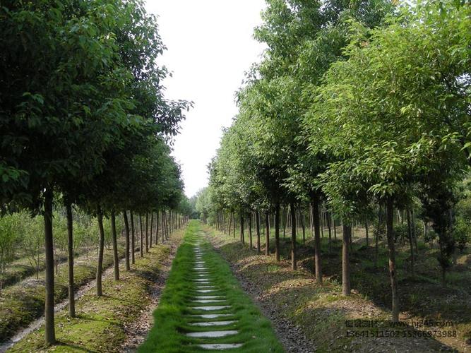 樟树下种什么植物?现在樟树的天气情况-图2 樟树下种什么植物?现在樟树的天气情况-图2