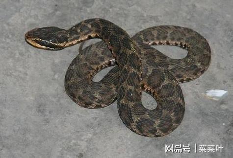 农村人如何防止蛇进屋？浙江屏门最近天气情况