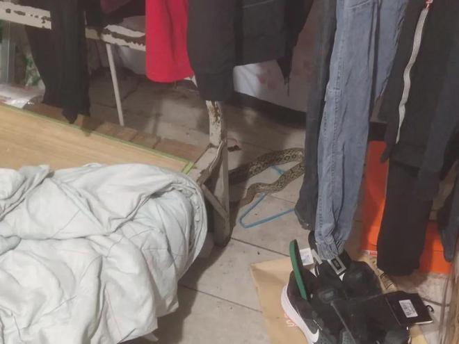 农村人如何防止蛇进屋?浙江屏门最近天气情况-图3 农村人如何防止蛇进屋?浙江屏门最近天气情况-图3