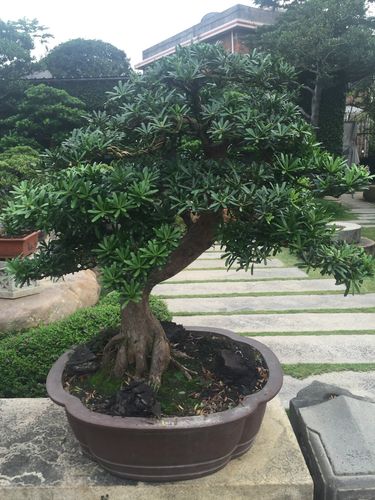 樟树盆栽好养不?樟树后天什么天气情况-图3 樟树盆栽好养不?樟树后天什么天气情况-图3