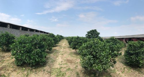 新化县适合种植什么果树?新化五一天气情况-图2 新化县适合种植什么果树?新化五一天气情况-图2