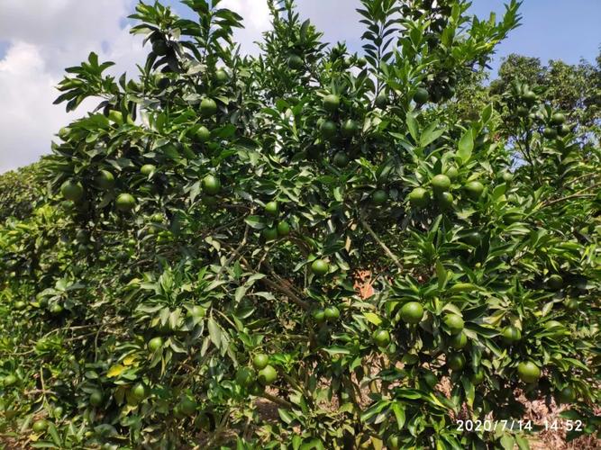 新化县适合种植什么果树?新化五一天气情况-图3 新化县适合种植什么果树?新化五一天气情况-图3
