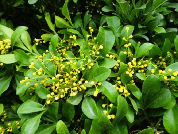 秋天到了，小草慌了，树叶也黄了，春天到了……夏天到了……冬天到了……怎么写仿句？今年秋天天气情况