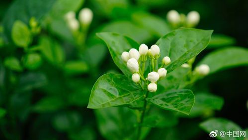 横县的茉莉花什么时候有吖？横县20日天气情况