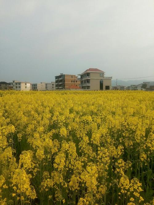 新化吉庆梨花开了吗?新化县天气情况-图3 新化吉庆梨花开了吗?新化县天气情况-图3