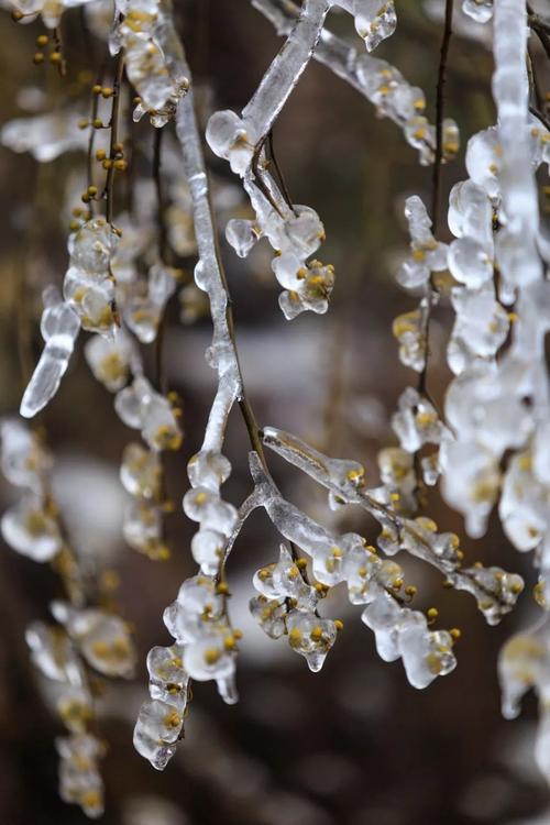 热带雨林会下雪吗?林海雪原的天气情况-图3 热带雨林会下雪吗?林海雪原的天气情况-图3