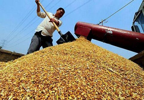 2023年兴化新小麦多少钱一斤？兴化明天的天气情况