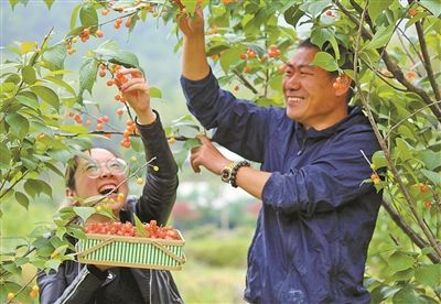 通许县樱桃采摘时间?通许明天天气情况-图2 通许县樱桃采摘时间?通许明天天气情况-图2
