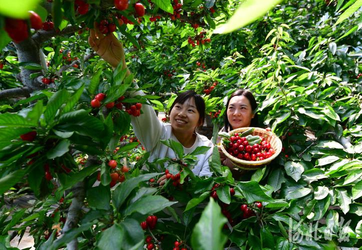通许县樱桃采摘时间?通许明天天气情况-图1 通许县樱桃采摘时间?通许明天天气情况-图1