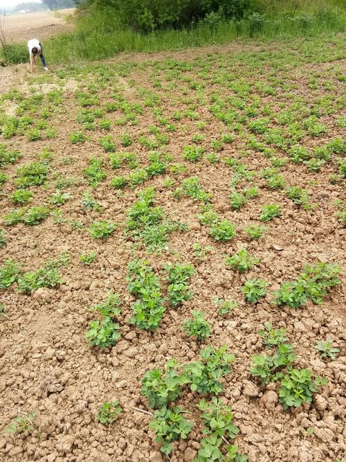 河南信阳适合种植苹果吗?河南信阳最近天气情况-图2 河南信阳适合种植苹果吗?河南信阳最近天气情况-图2