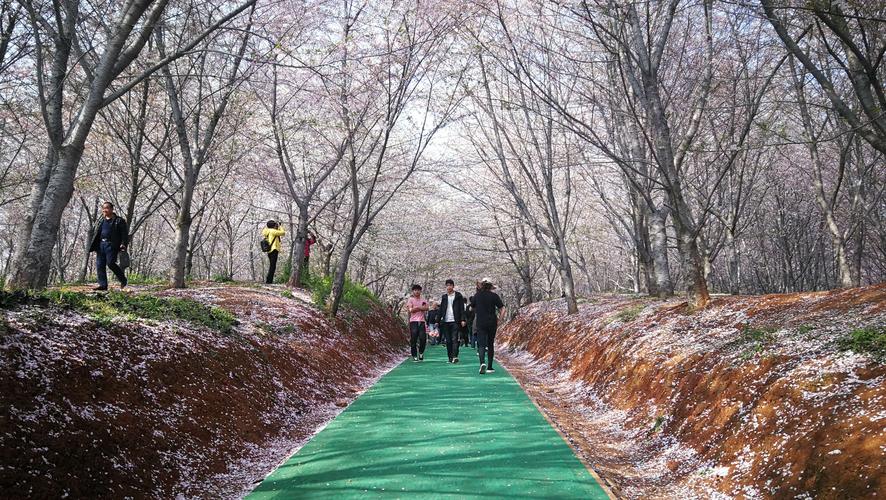 平坝万亩樱花园几月去好?贵阳平坝天气情况-图2 平坝万亩樱花园几月去好?贵阳平坝天气情况-图2
