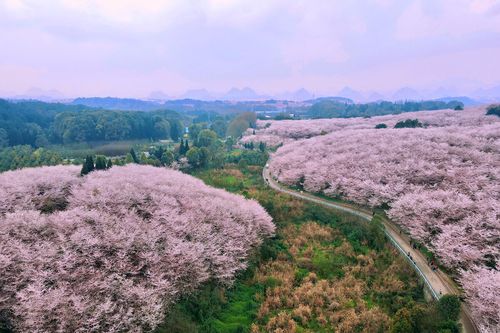 平坝万亩樱花园几月去好？贵阳平坝天气情况