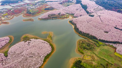 平坝万亩樱花园几月去好?贵阳平坝天气情况-图3 平坝万亩樱花园几月去好?贵阳平坝天气情况-图3