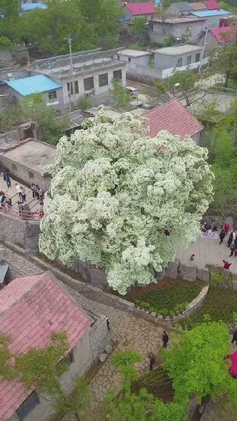 费县流苏花什么时间开?费县今天的天气情况-图3 费县流苏花什么时间开?费县今天的天气情况-图3