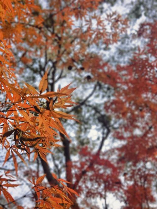 栖霞山枫叶落了吗?本周栖霞天气情况-图2 栖霞山枫叶落了吗?本周栖霞天气情况-图2