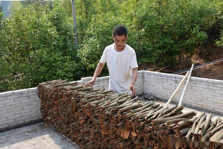 广西肉桂之乡是哪里？岑溪最近的天气情况