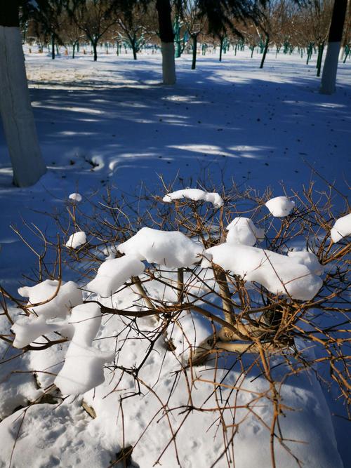 北仑植物园下雪了吗？北仑未来天气情况