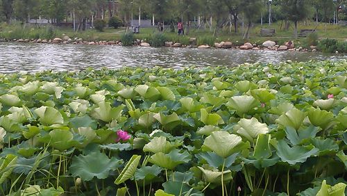 2021蚌埠荷花什么时间开？蚌埠十二小时天气情况