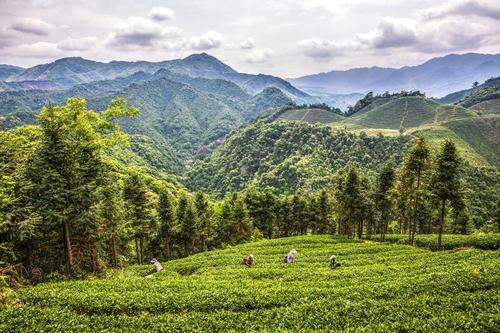 昔归春茶采摘时间?蒙白老寨天气情况-图3 昔归春茶采摘时间?蒙白老寨天气情况-图3
