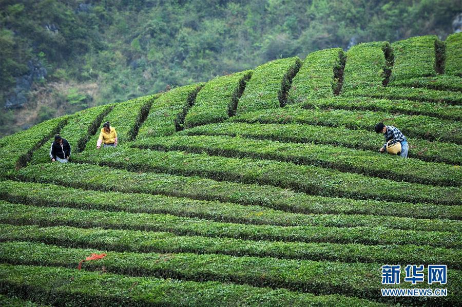 昔归春茶采摘时间?蒙白老寨天气情况-图2 昔归春茶采摘时间?蒙白老寨天气情况-图2