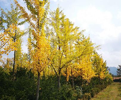 云浮有没有银杏树？广东云浮全年天气情况