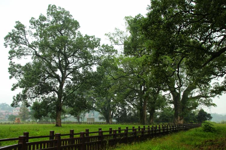 江西樟树可以看到流星雨吗?江两樟树天气情况-图2 江西樟树可以看到流星雨吗?江两樟树天气情况-图2