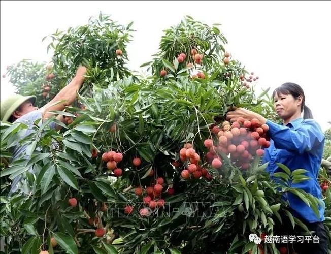 摘荔枝要去哪里?延平区天气情况-图2 摘荔枝要去哪里?延平区天气情况-图2
