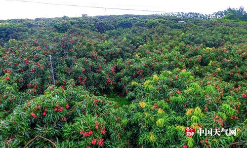 摘荔枝要去哪里?延平区天气情况-图3 摘荔枝要去哪里?延平区天气情况-图3