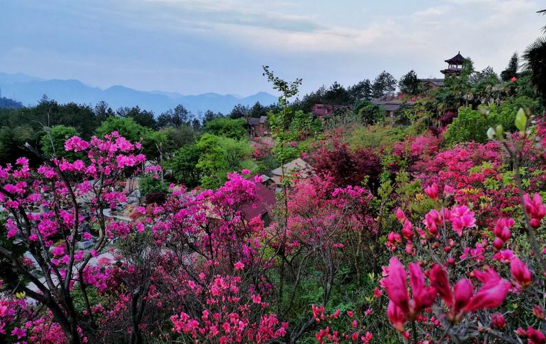 岳西映山红大观园开放时间?岳西明天的天气情况-图2 岳西映山红大观园开放时间?岳西明天的天气情况-图2
